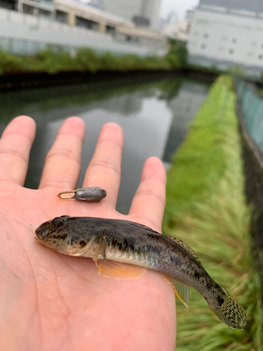 マハゼの釣果