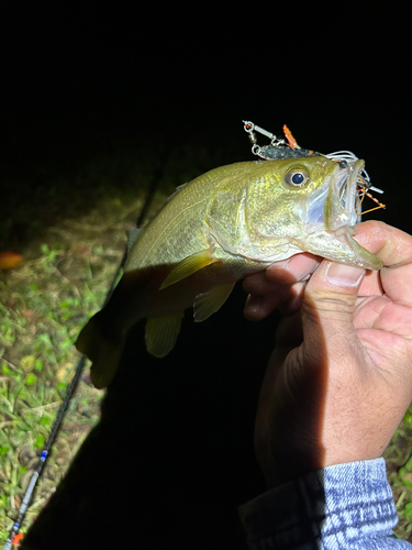 ブラックバスの釣果