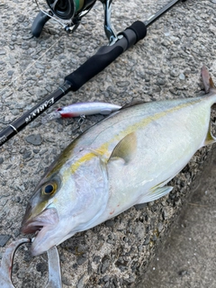 ネリゴの釣果