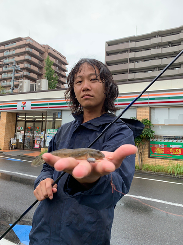 マハゼの釣果