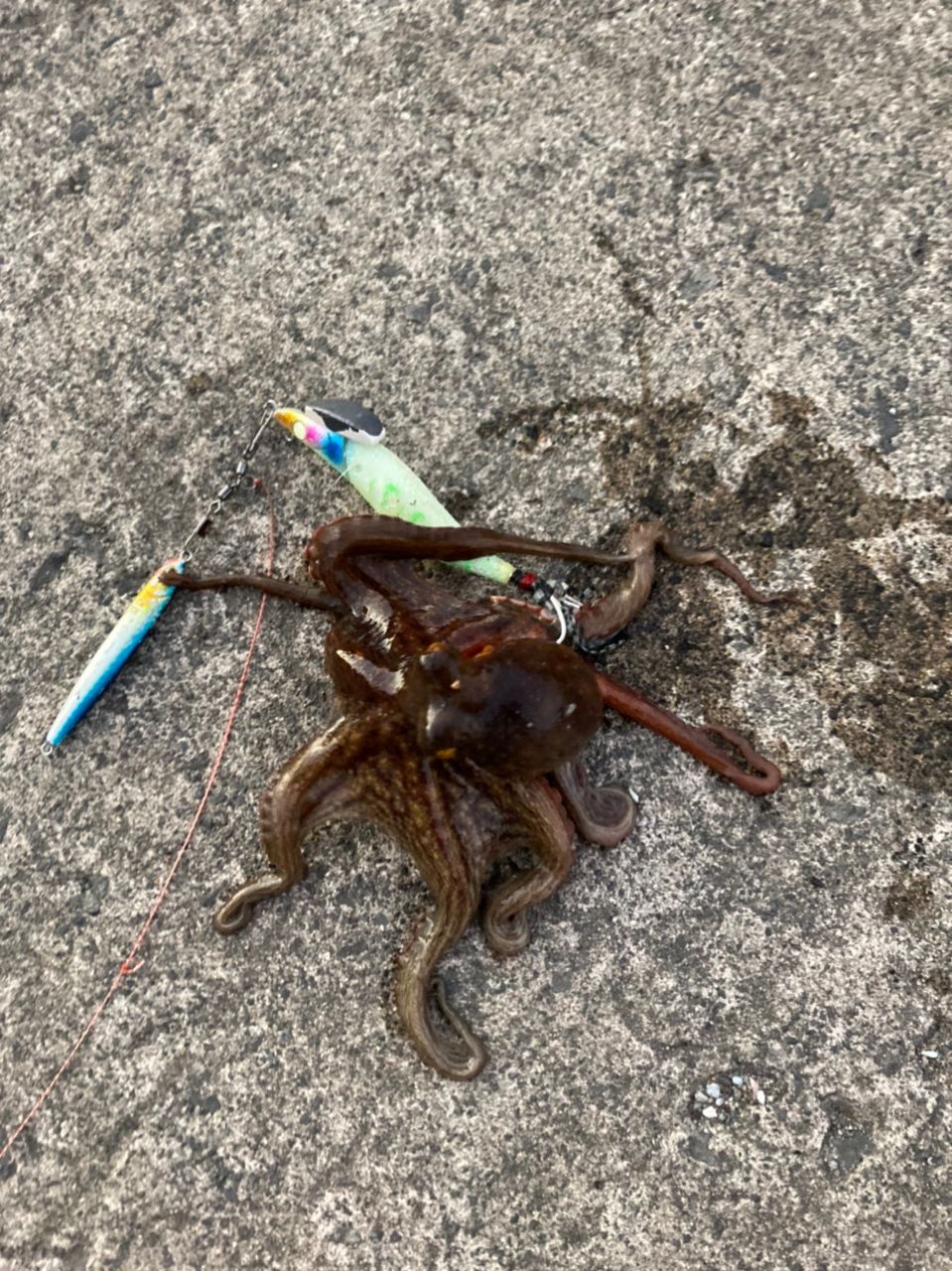 タコ
