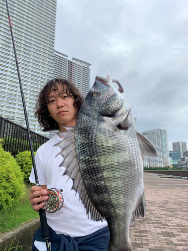 チヌの釣果