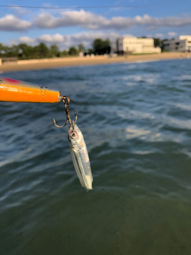 イワシの釣果