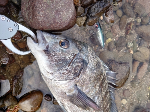 チヌの釣果