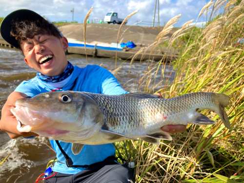 ニゴイの釣果