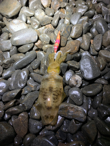 アオリイカの釣果