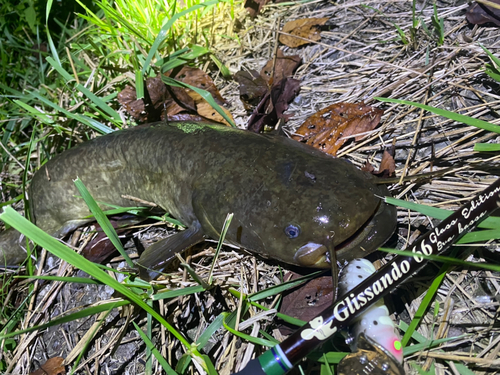 ナマズの釣果