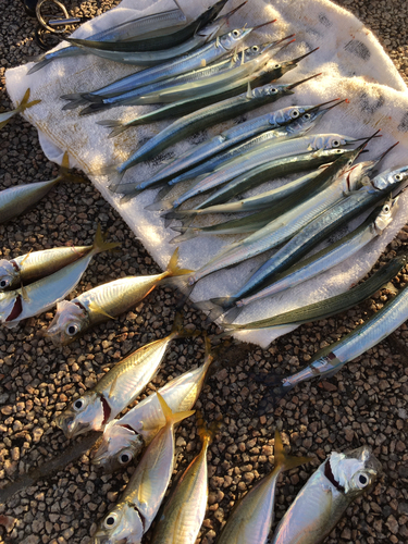 サヨリの釣果