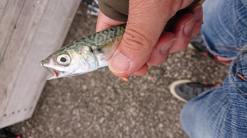 サバの釣果