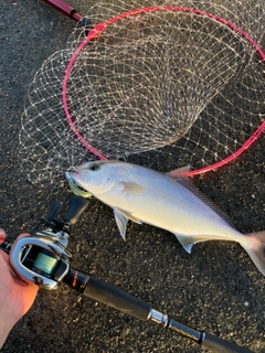 ショゴの釣果