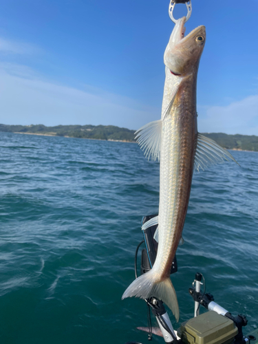 エソの釣果