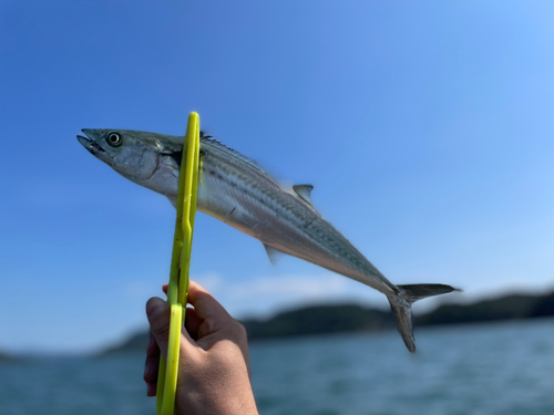 サゴシの釣果