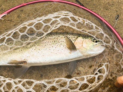 トラウトの釣果