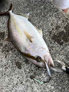 ショゴの釣果