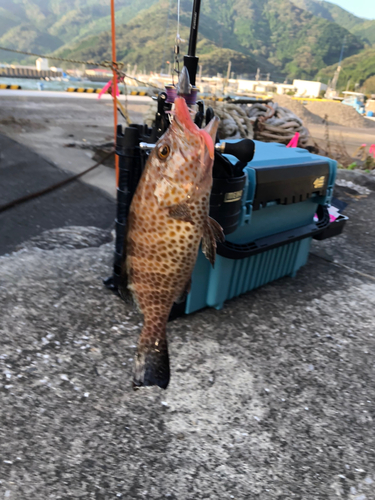 オオモンハタの釣果