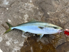 メジロの釣果