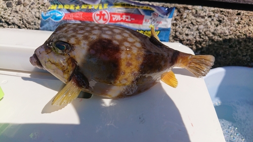 ハコフグの釣果