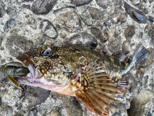 カサゴの釣果