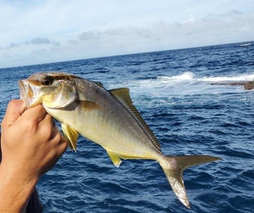 ショゴの釣果