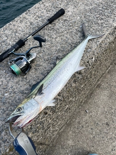 サゴシの釣果