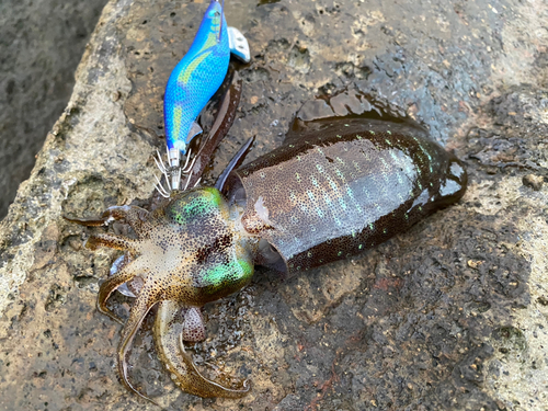 アオリイカの釣果