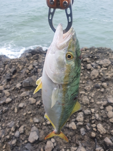 ワカシの釣果