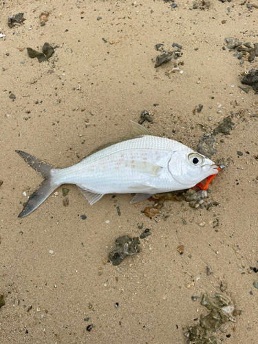 ツッパリサギの釣果