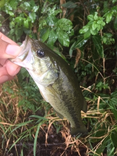 ラージマウスバスの釣果