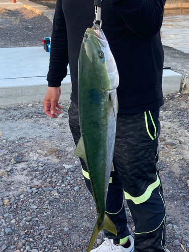 ブリの釣果