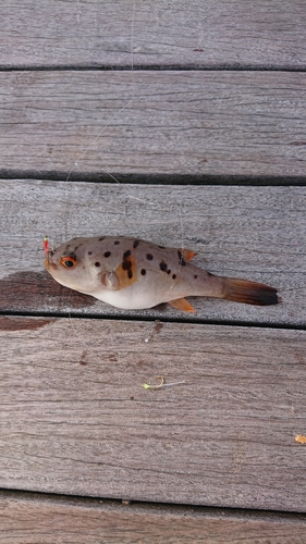 アカメフグの釣果