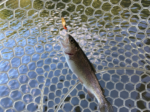 ニジマスの釣果