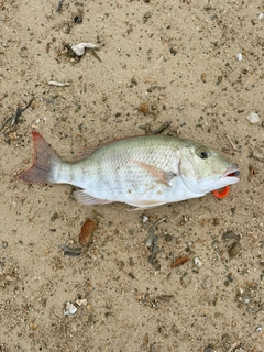 マトフエフキの釣果