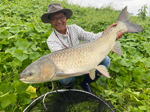 ソウギョの釣果