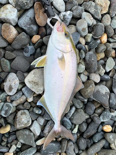 ショゴの釣果