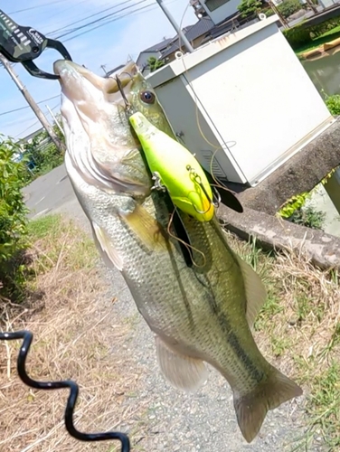 ブラックバスの釣果