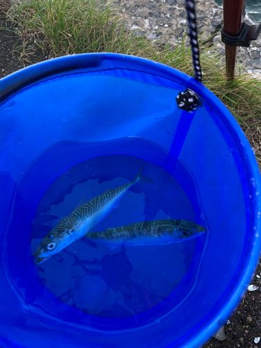 サバの釣果