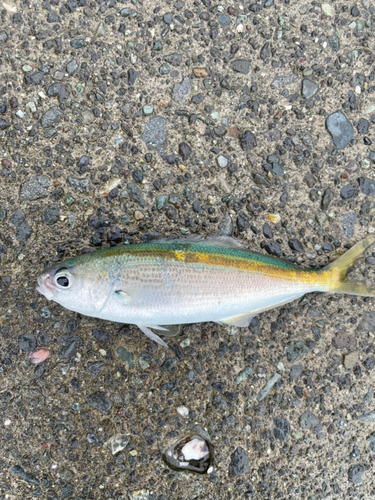 タカベの釣果