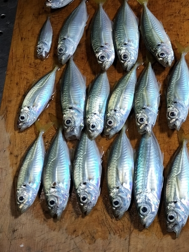 アジの釣果