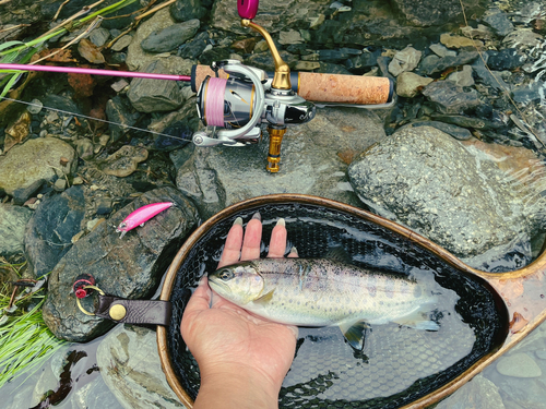 ヤマメの釣果