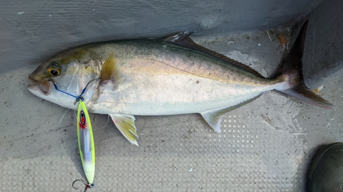 カンパチの釣果