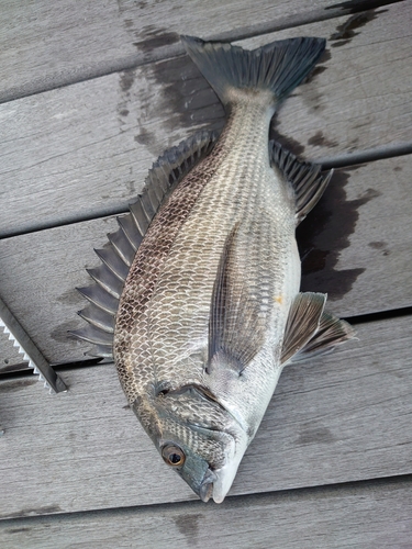 メジナの釣果