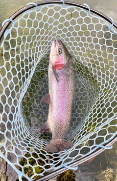 ニジマスの釣果