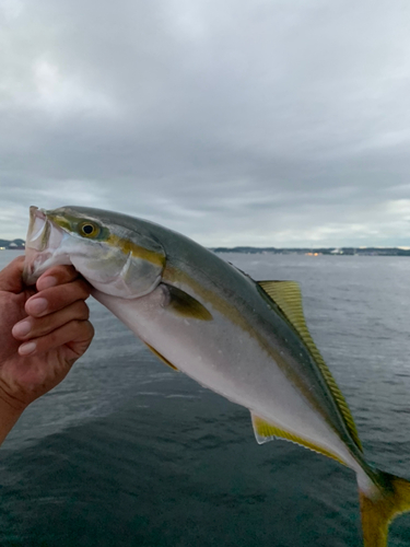 イナダの釣果