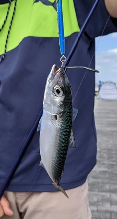 サバの釣果