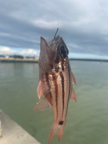 ネンブツダイの釣果