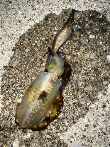 アオリイカの釣果