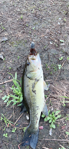 ブラックバスの釣果