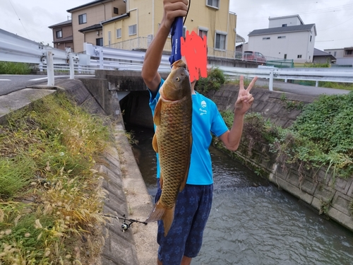 コイの釣果