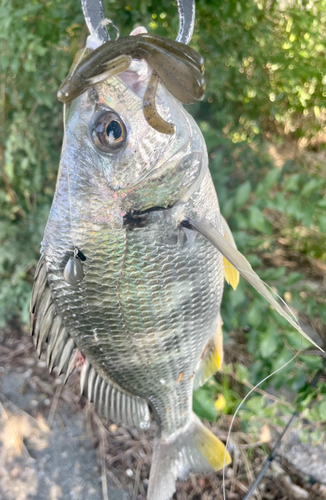 キビレの釣果