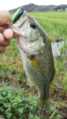 ラージマウスバスの釣果